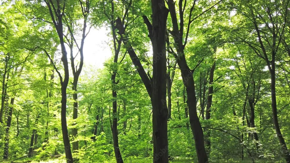 4K clip of green forest with trees and sun light going through leaves 4K clip of green forest with trees and sun light going through leaves