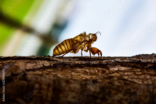 Beautiful nature scene macro cicada molting. Showing of eyes and wing detail.Cicada in the wildlife nature habitat using as background or wallpaper.Cicada insect stick on tree. Cicada skin