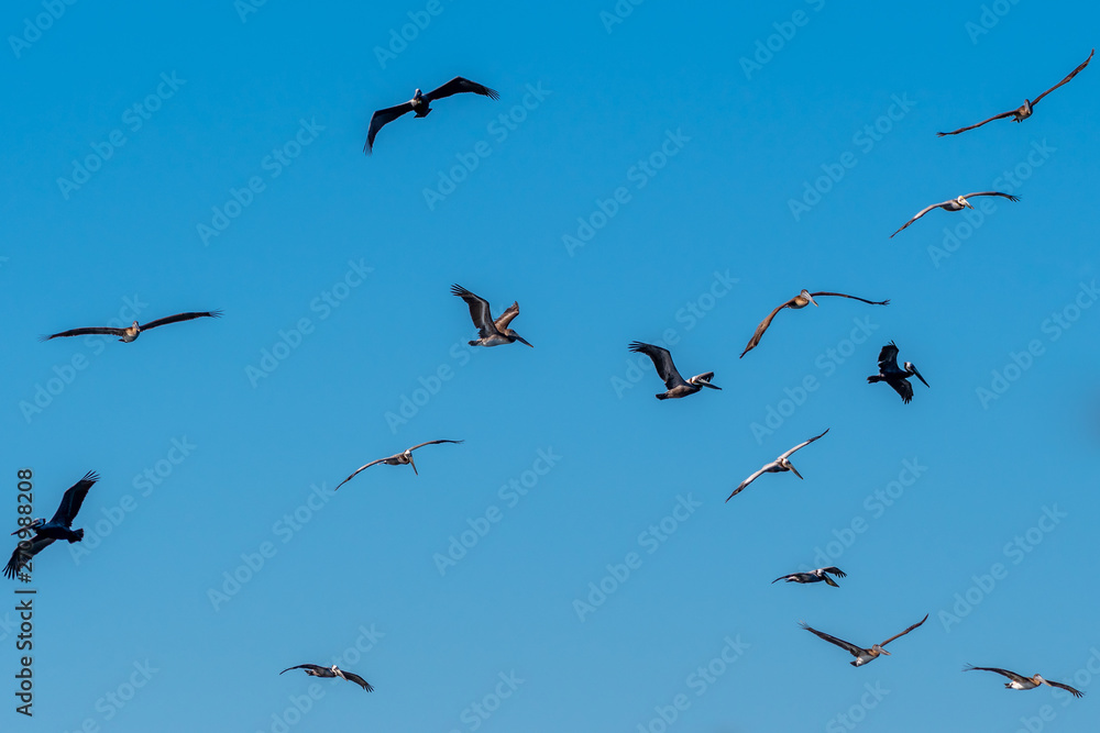 Flock of brown pelicans (pelecanus occidentalis) in flight