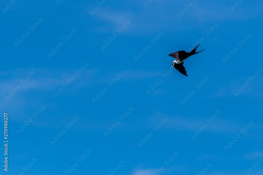 Immature female Magnificent frigatebird (fregata magnificens)