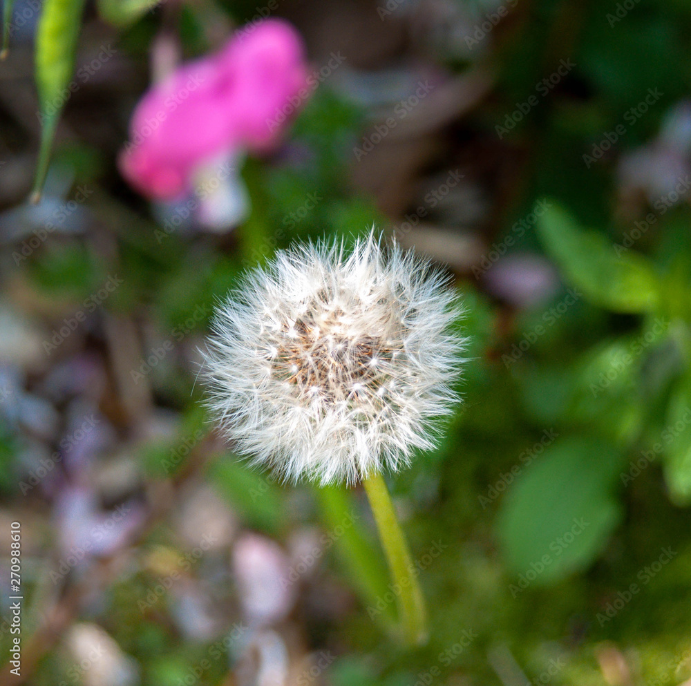 Wish Flower Wish Flower