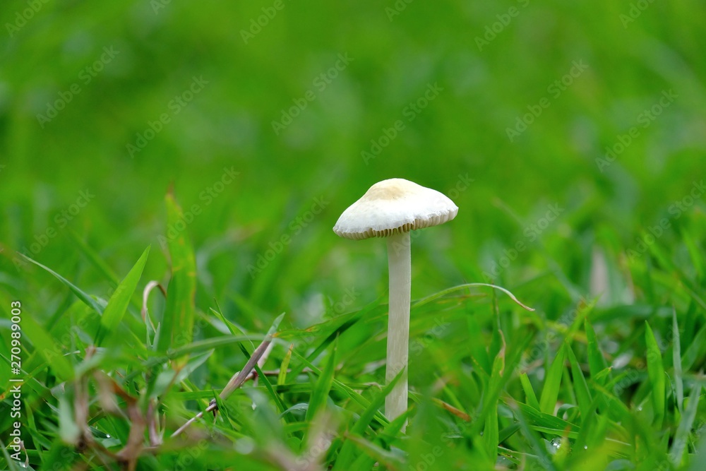 Close up a small tropical mushroom growing on green grass field in rainy season Close up a small tropical mushroom growing on green grass field in rainy season