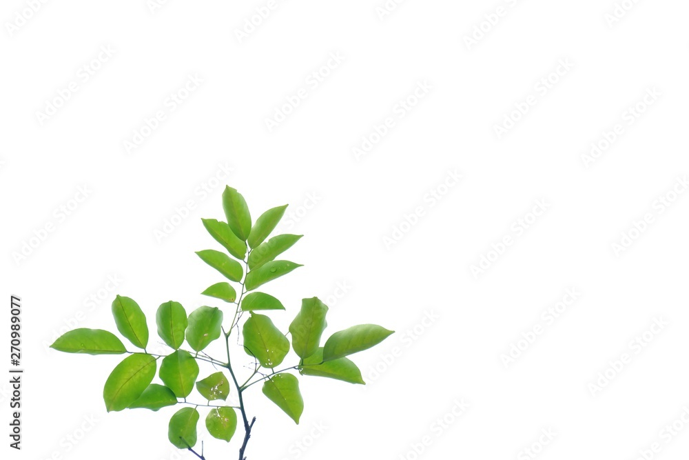Tropical plant leaves with twigs on white isolated background for green foliage backdrop Tropical plant leaves with twigs on white isolated background for green foliage backdrop