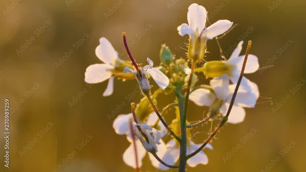 Beautiful meadow full of flowers and herbs in warm sunlight Beautiful meadow full of flowers and herbs in warm sunlight