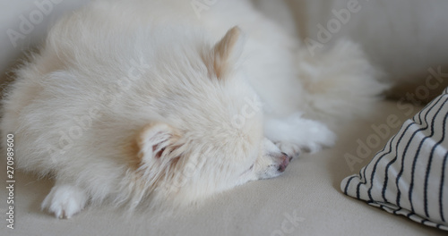 Pomeranian sleep on sofa at home © leungchopan