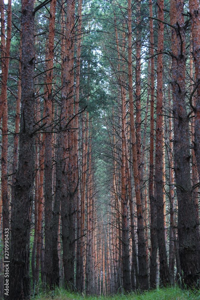 Fototapeta premium Beautiful forest in spring with bright sun shining through the trees