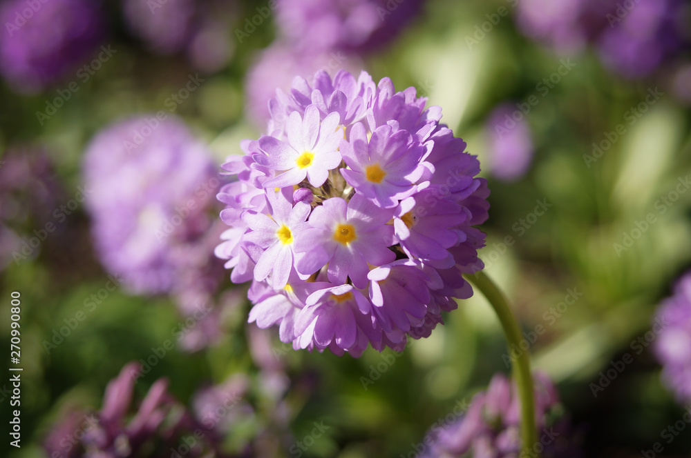 purple flower in the garden