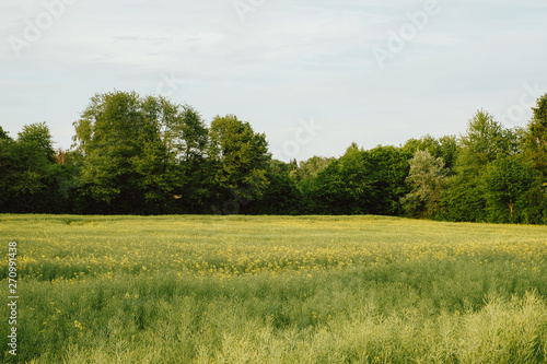 Landscape view of a green field in nature
