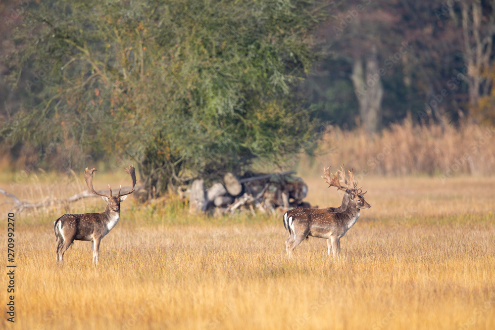 A group of Fallow Deer (Dama dama) on a meadow in the nature protection area Moenchbruch near Frankfurt, Germany. A group of Fallow Deer (Dama dama) on a meadow in the nature protection area Moenchbruch near Frankfurt, Germany.