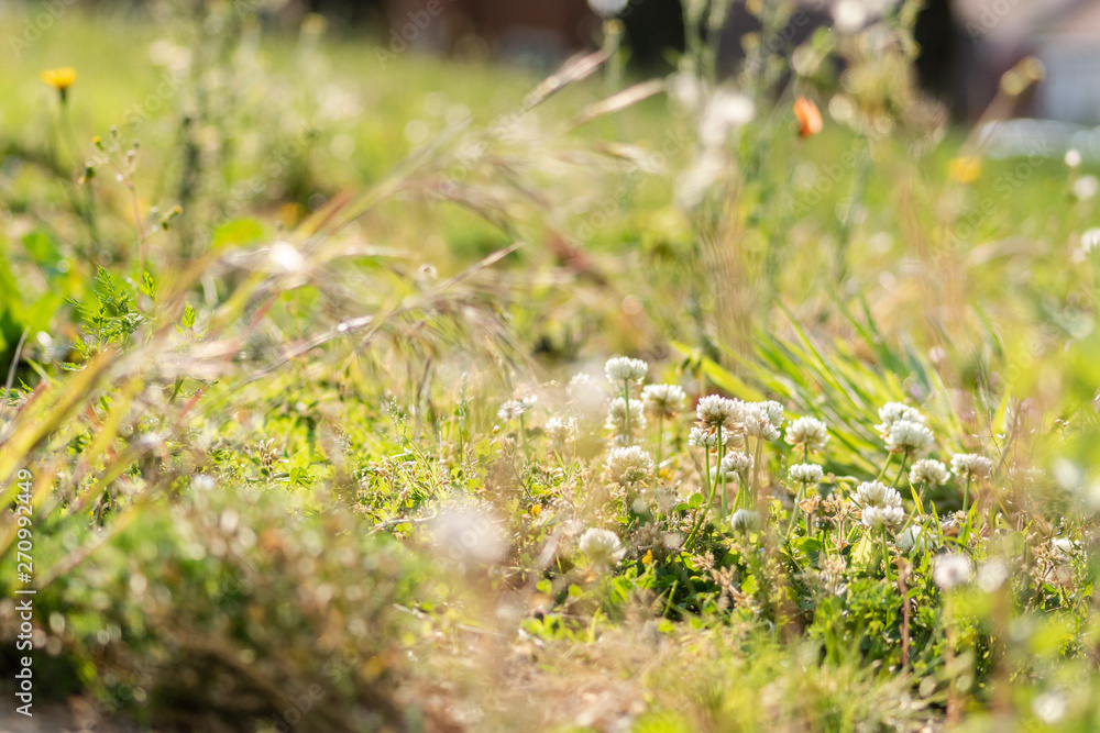 wild flowers on the grass wild flowers on the grass
