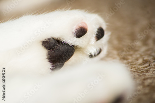 sleeping cat paws