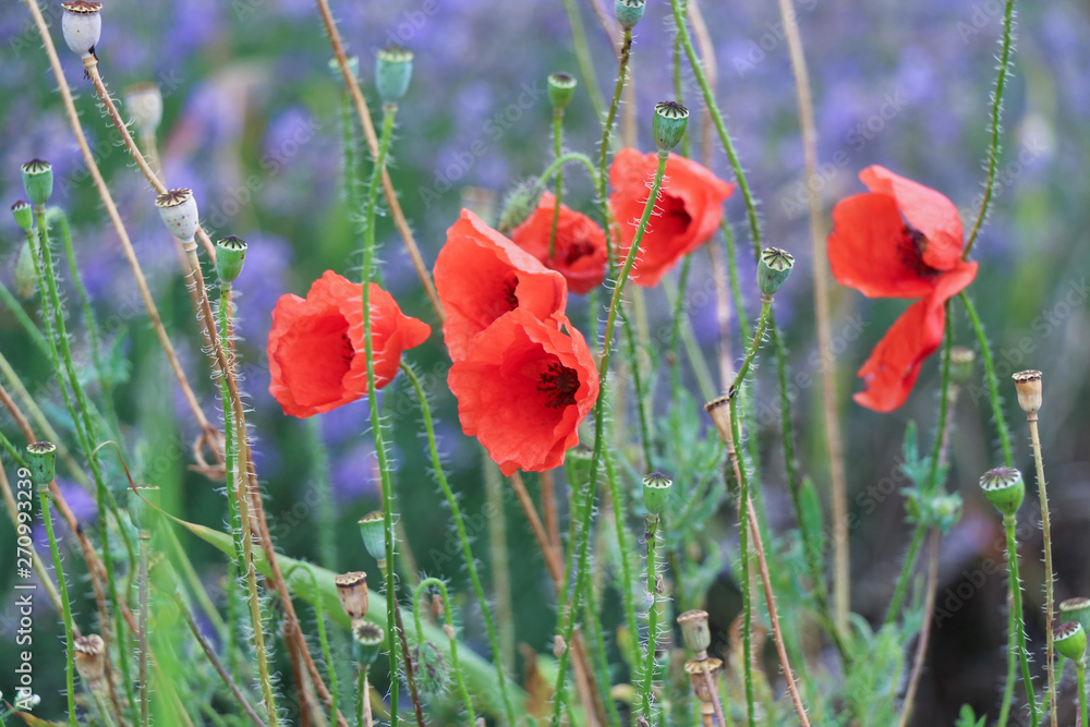 Fototapeta premium red poppies in a field