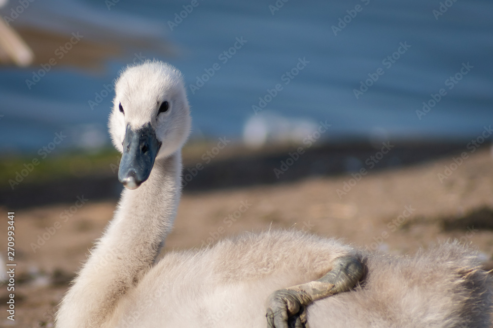 Obraz premium portrait of a swan