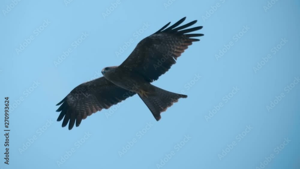 A falcon circling in the blue sky, and as a bird predator looking out for prey, Goa, India. Slow mo, slo mo, slow motion, high speed camera A falcon circling in the blue sky, and as a bird predator looking out for prey, Goa, India. Slow mo, slo mo, slow motion, high speed camera