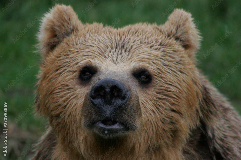 european brown bear, captive