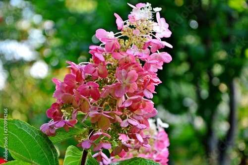 Hydrangea paniculate with white and pink flowers in the garden close-up. photo