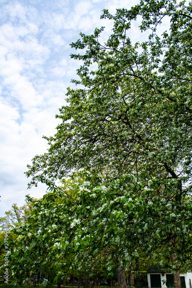 Beautiful white flowered tree blooming in springtime Beautiful white flowered tree blooming in springtime