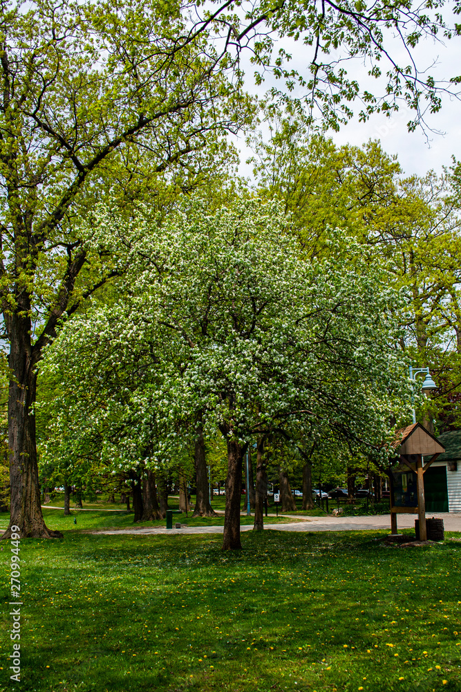 Beautiful white flowered tree blooming in springtime