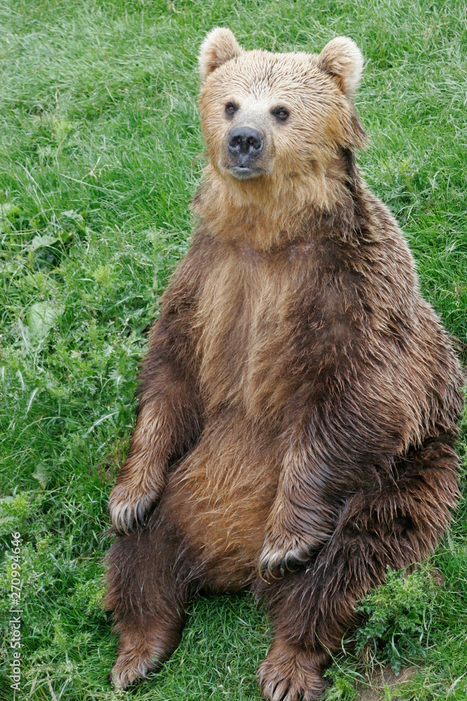 Fototapeta premium european brown bear, captive