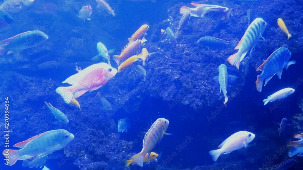 Big aquarium with uneven multi-colored lighting, wherein swimming different exotic fishes underwater. Selective soft focus. Big aquarium with uneven multi-colored lighting, wherein swimming different exotic fishes underwater. Selective soft focus.