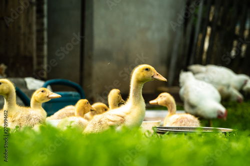 Selective focus on green grass with blurred out ducklings in background