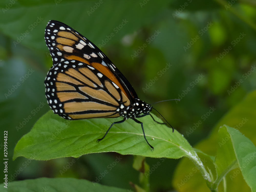 Obraz premium Monarch butterfly perched on a green leaf