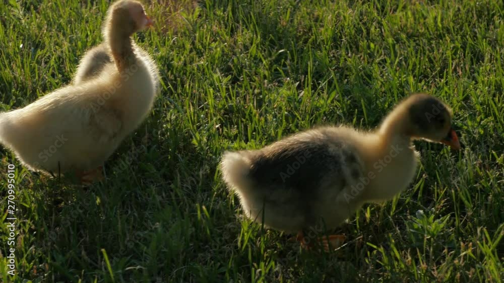 Little goslings. Video with geese. Geese. Goslings play in the garden. Goslin Little goslings. Video with geese. Geese. Goslings play in the garden. Goslin