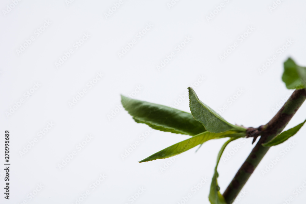 Peach branch with beautiful flower in studio shot