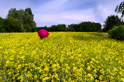 Yellow field with blossom rapeseed and red lonely umbrella photo