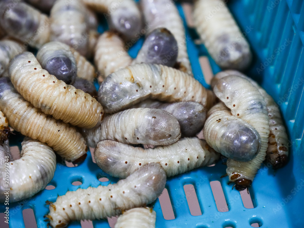 Larva of the bug named Cetonia pilifera in south korea 素材庫相片 | Adobe Stock