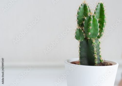 Collection of various cactus plants in white pots. Potted cactus house plants on white shelf against white wall. Close up.