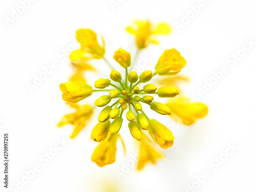 Rapeseed flower on white background Brassica napus blossom