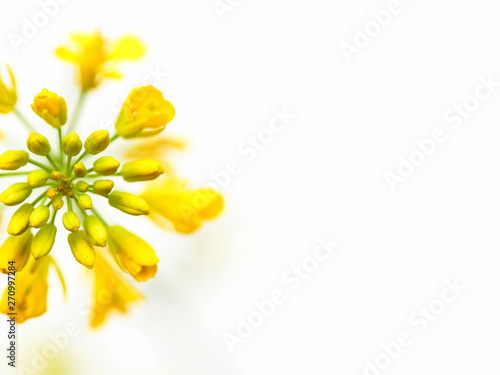 Rapeseed flower on white background Brassica napus blossom
