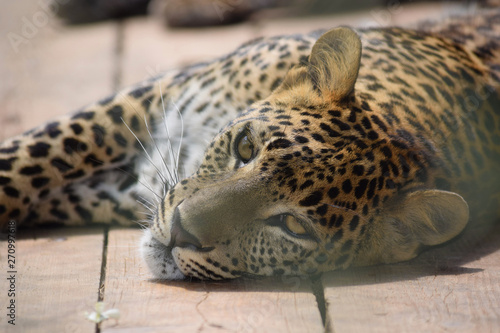 Leopard Panthera Ardus Kotiya Head Closeup