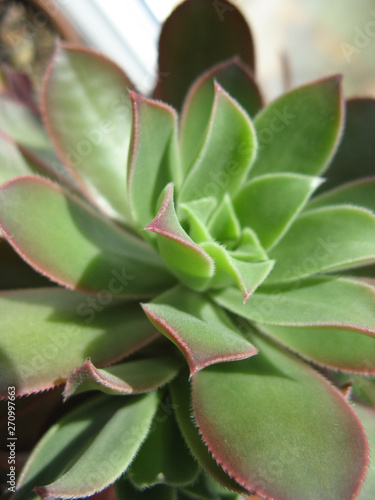 closeup of Aeonium green succulent plant leaves