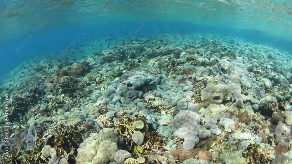A thriving coral reef grows along the edge of one of the many scenic islands in Komodo National Park, Indonesia. This tropical area is known for its high marine biodiversity. A thriving coral reef grows along the edge of one of the many scenic islands in Komodo National Park, Indonesia. This tropical area is known for its high marine biodiversity.