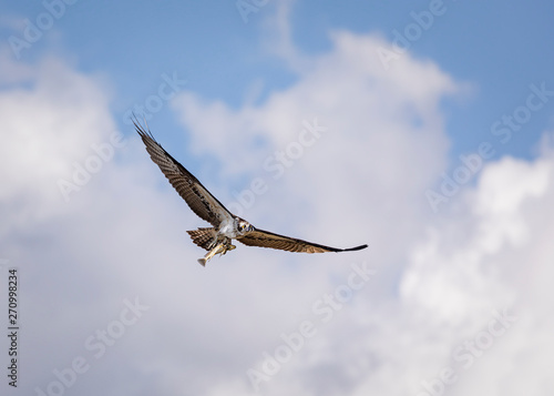 Osprey in flight wings aloft  with large fish flying towards camera against sky