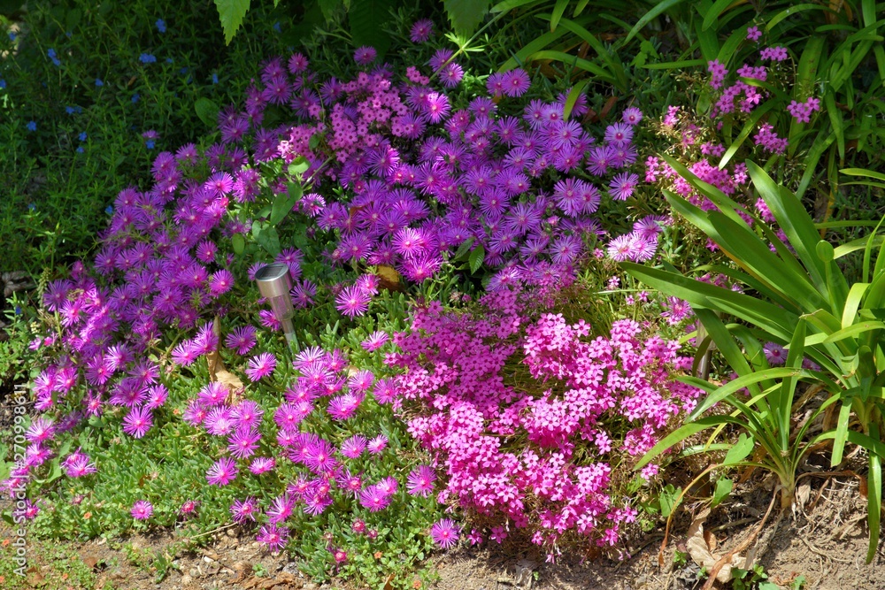Obraz premium Fleurs en Bretagne