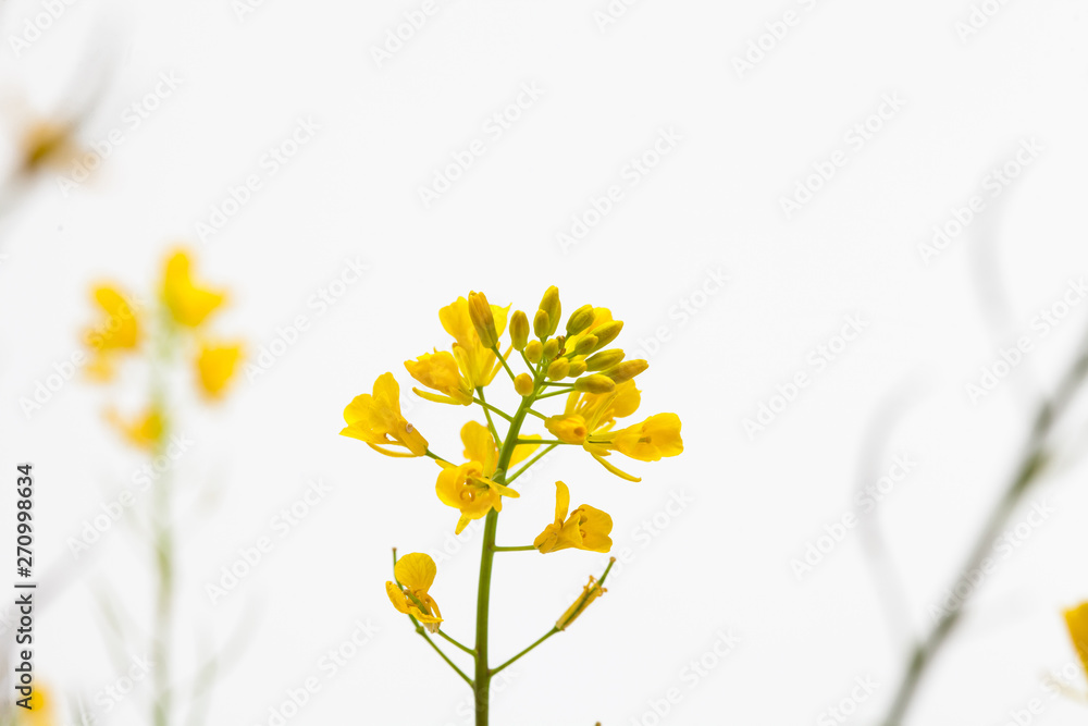Canola rape seed flower on light background