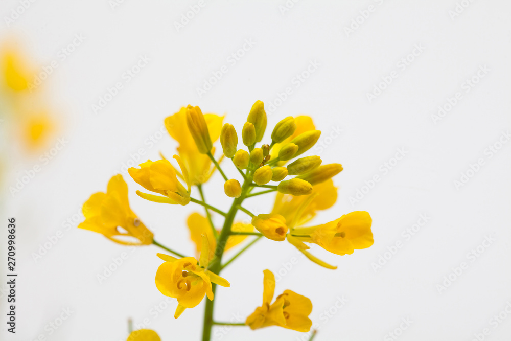 Fototapeta premium Canola rape seed flower on light background