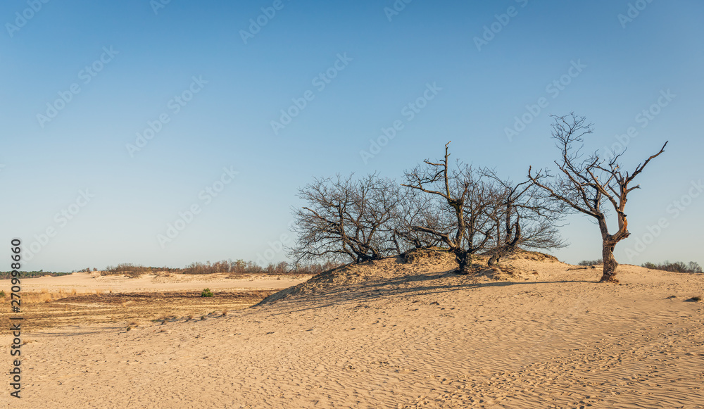 Row of seemingly dead trees on top of a sand dune on a sunny day in the spring season in the Dutch National Park Loonse en Drunense Duinen near the village of Udenhout, North Brabant.