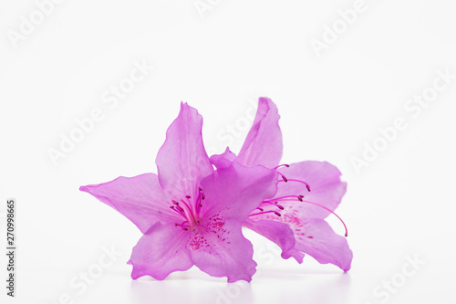 Open memo note book with royal azalea flower on white