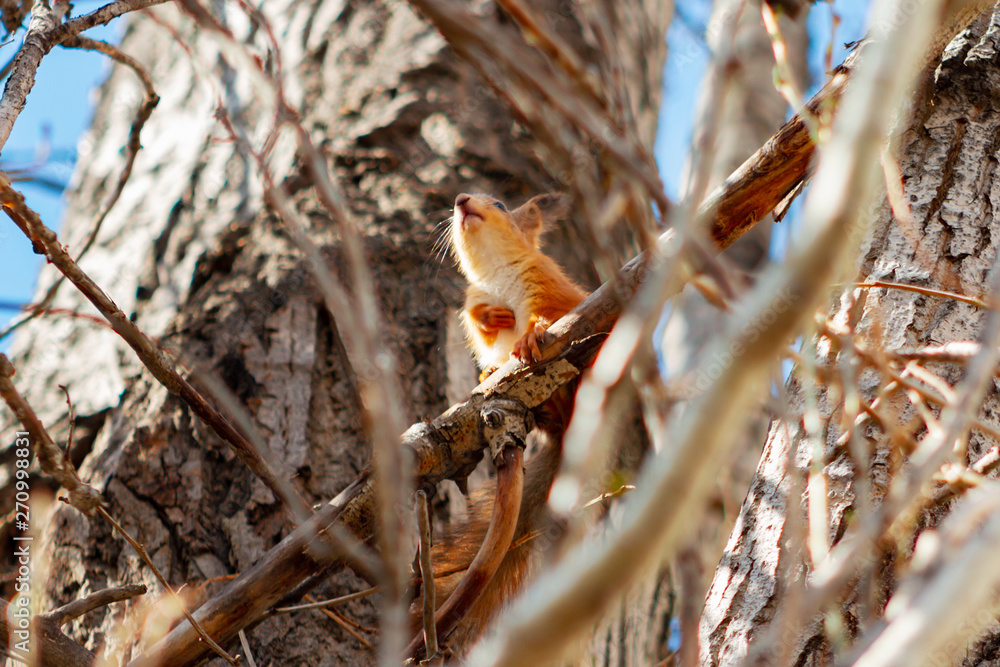 young squirrel sitting on a branch and holding a paw on his chest young squirrel sitting on a branch and holding a paw on his chest