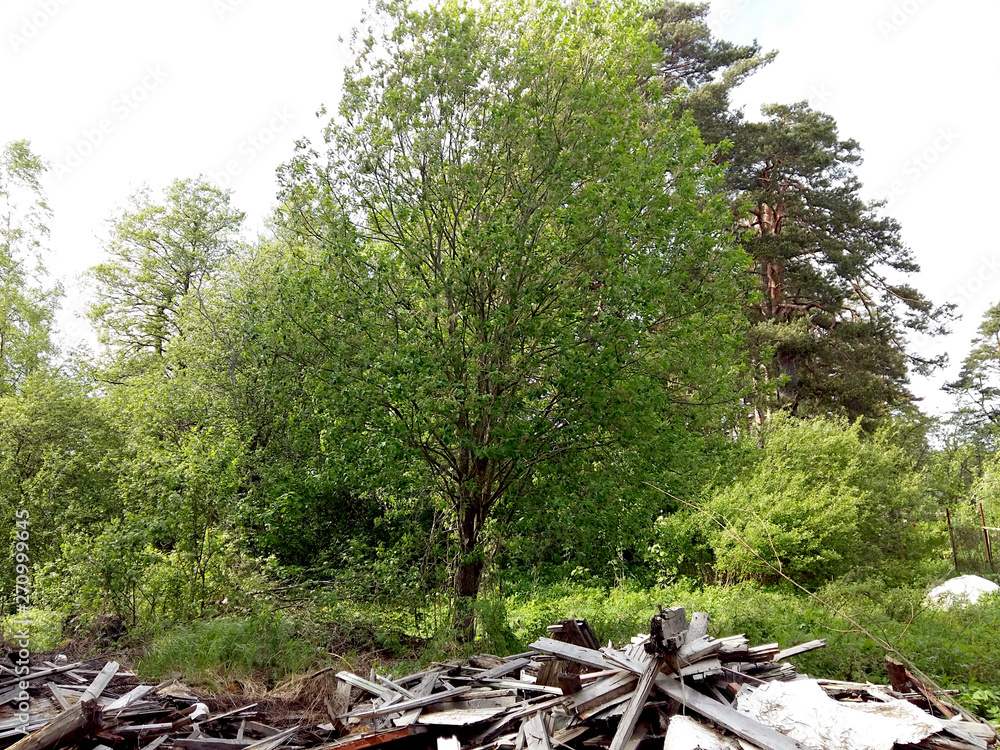 Garbage dump in the forest. Garbage dump in the forest.