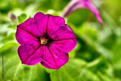 Garden flower red color close up in summer