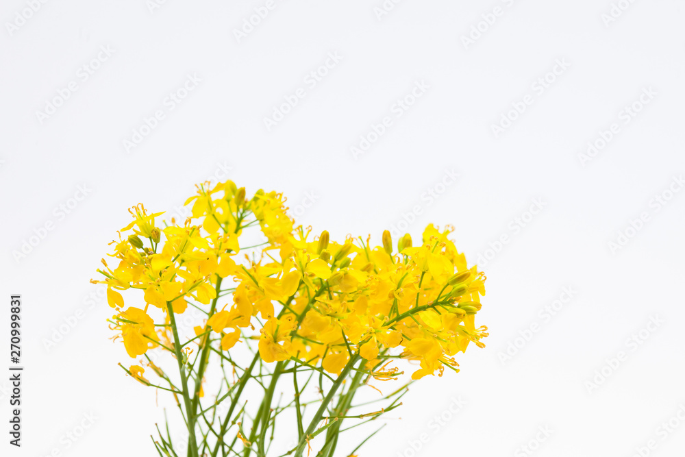 Boutique of beautiful rape seed canola on white background Boutique of beautiful rape seed canola on white background