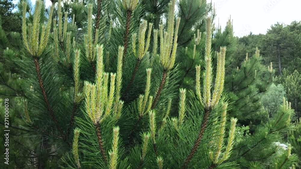 elongation of branches of pine tree, spring season and vitality elongation of branches of pine tree, spring season and vitality