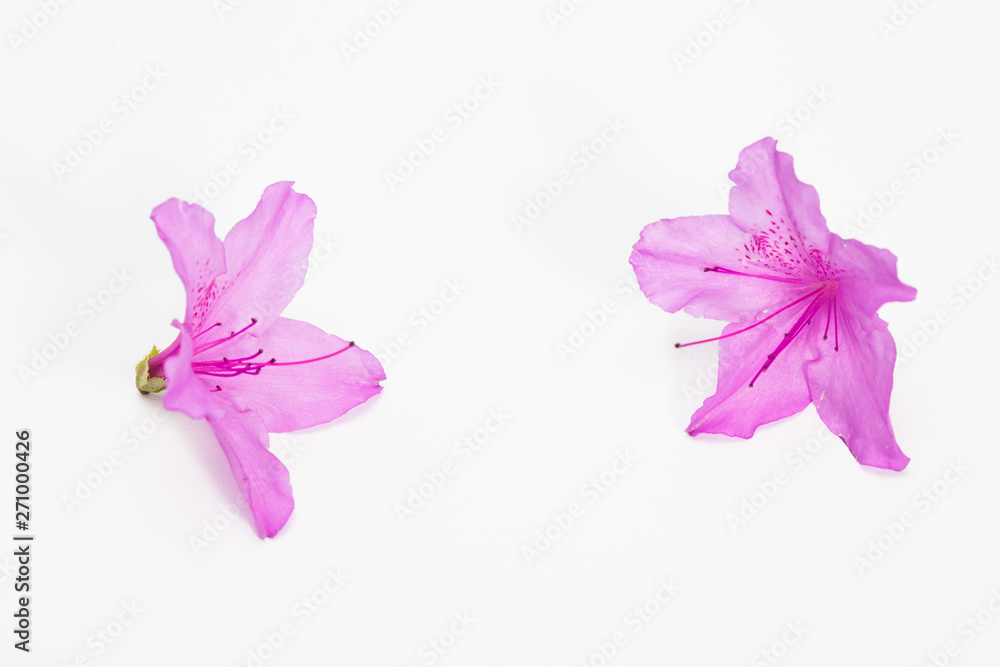Fototapeta premium Azalea flower with branch growth isolated on white