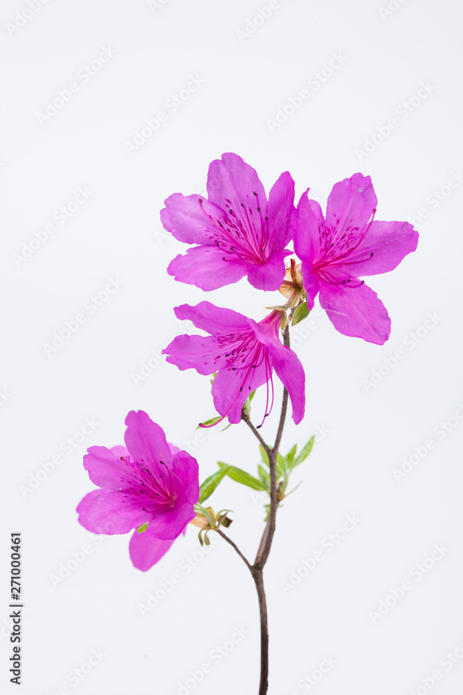 Azalea flower with branch growth isolated on white Azalea flower with branch growth isolated on white