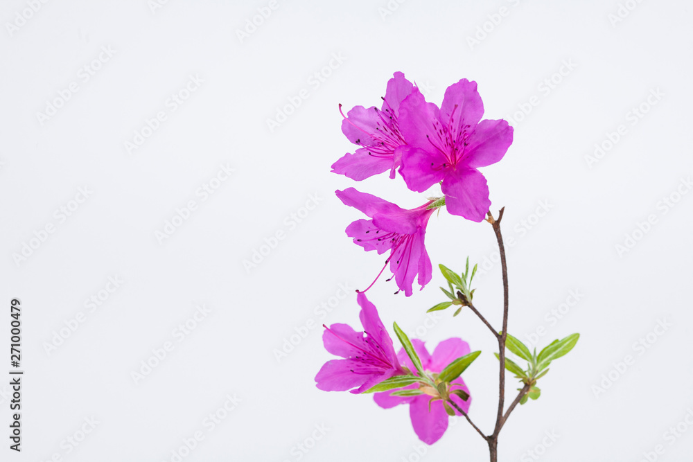 Obraz premium Azalea flower with branch growth isolated on white
